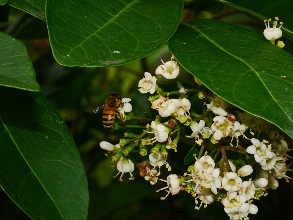 珊瑚樹花序