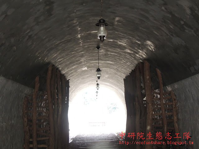 礦坑常用相思樹樹幹當支撐--術語叫-"架牛條"