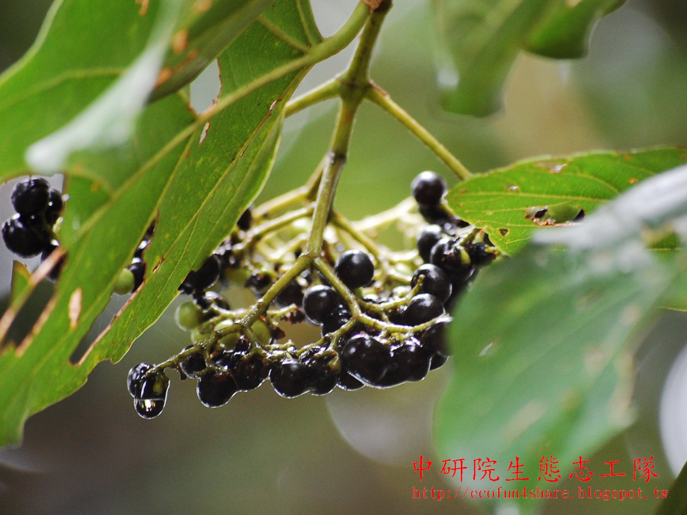 果實與葉-葉為單葉對生，具葉柄。長橢圓形，先端鈍或短漸尖