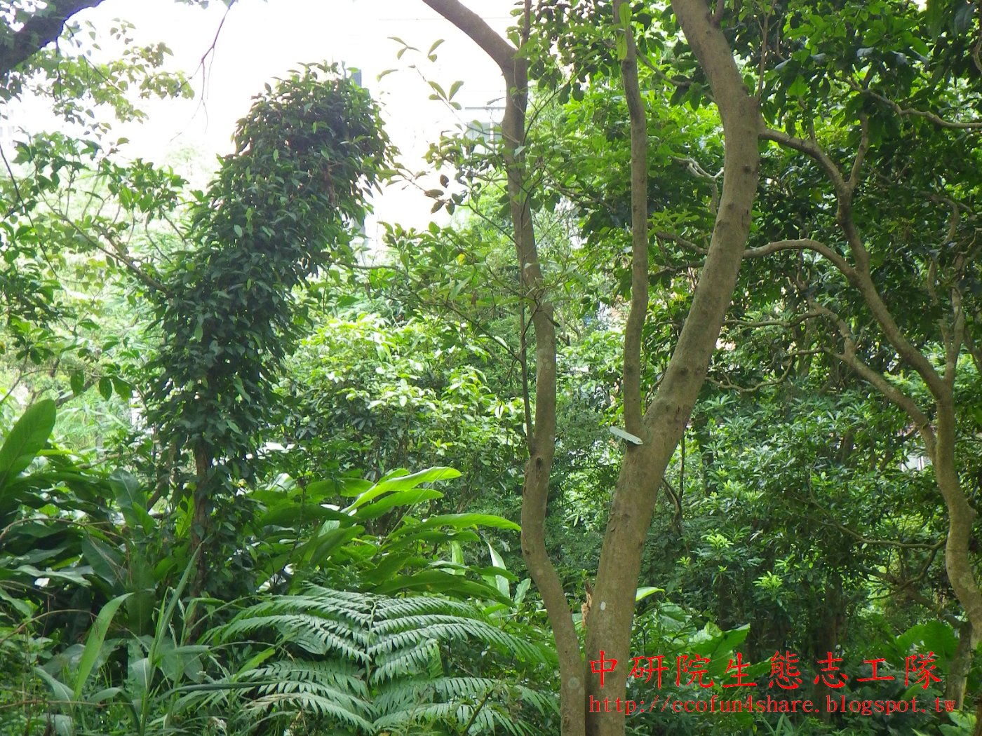 小梗木薑子是灌木狀小喬木
