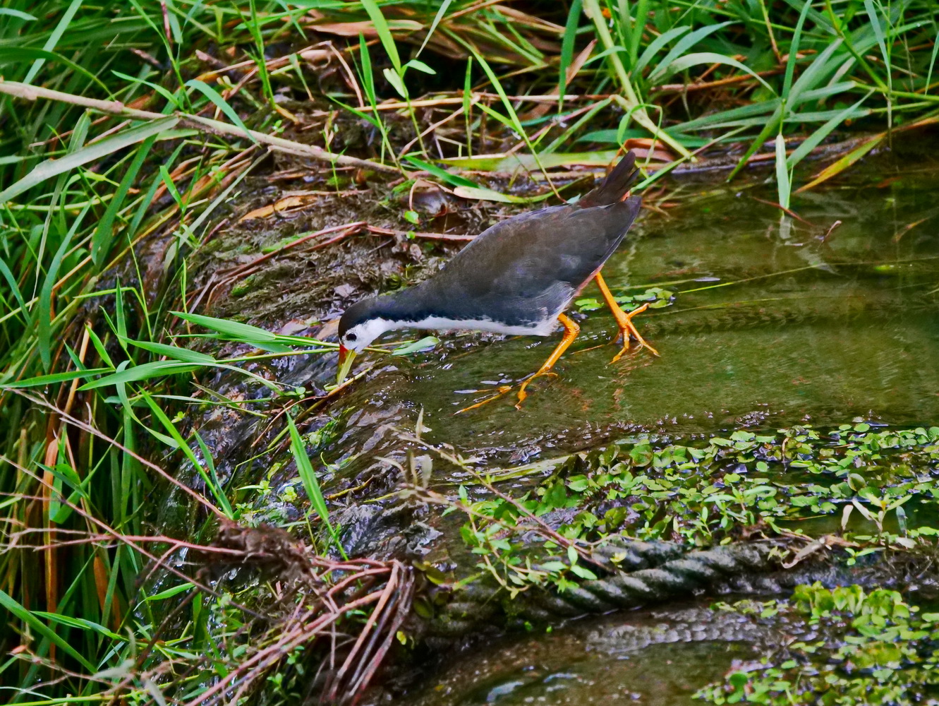 白腹秧雞在擋水壩上小心探索