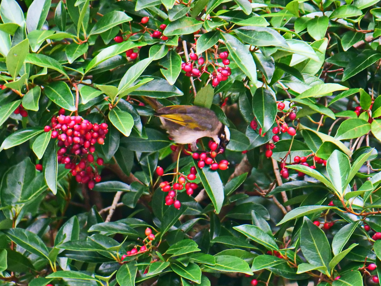 白頭翁認為紅黑果皆美食