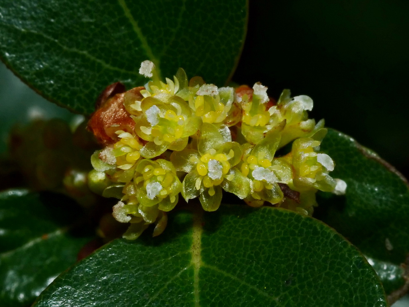 雌花,雄蕊退化成線形,花柱白色