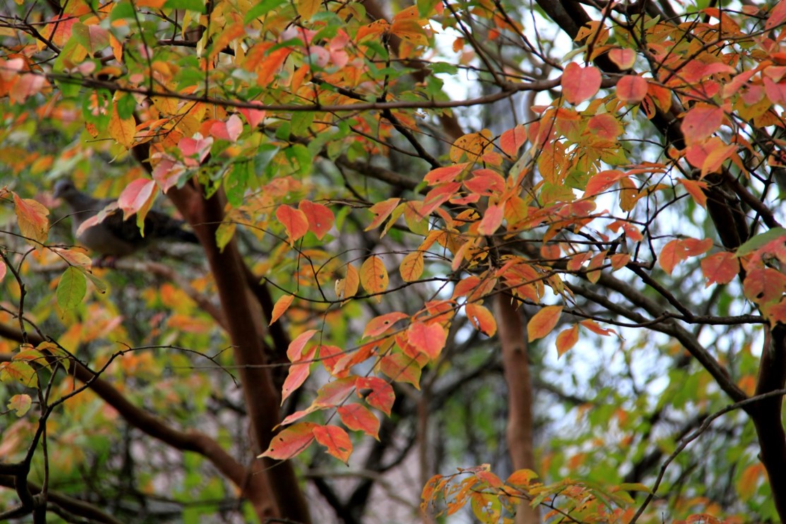 九芎美麗的紅葉景觀