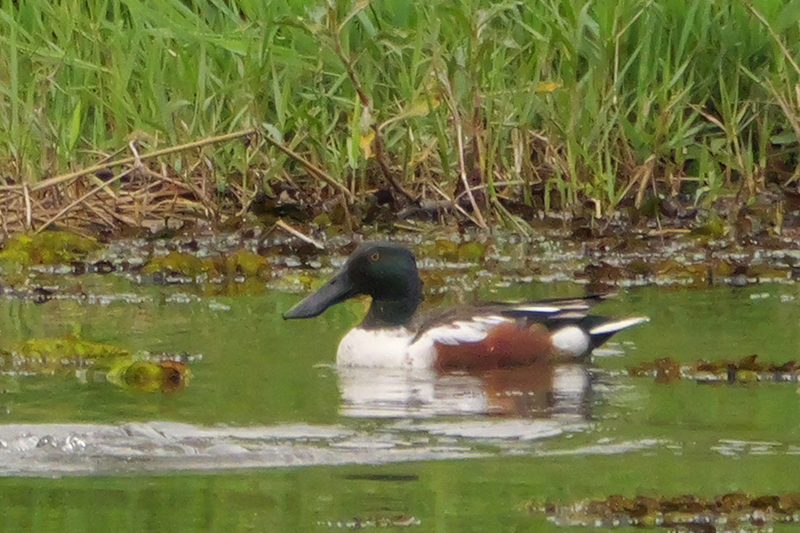 琵嘴鴨公鳥的繁殖羽