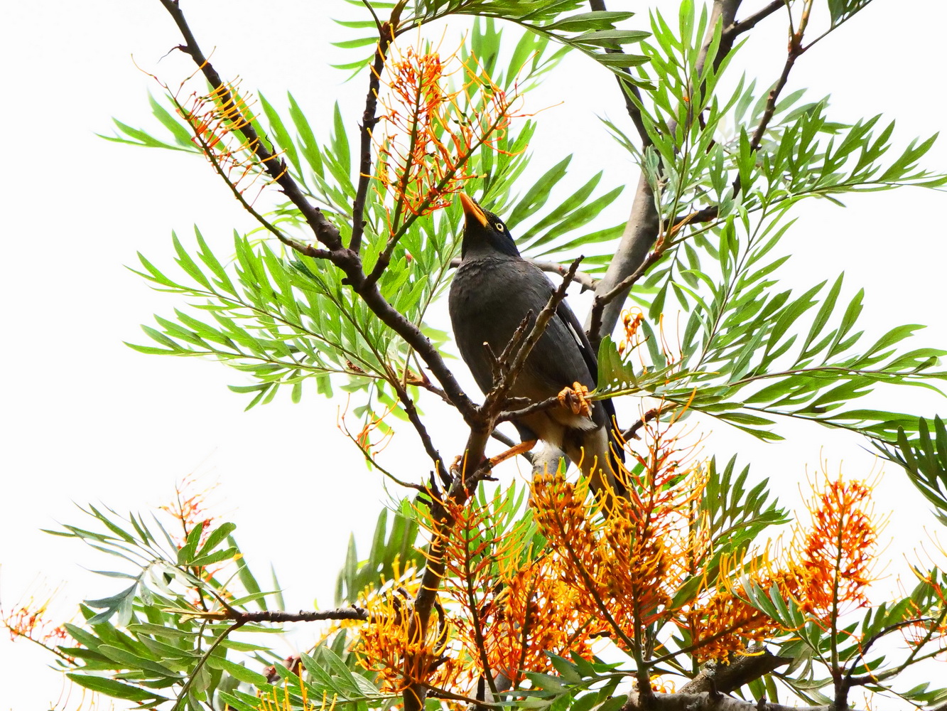 白尾八哥和銀樺