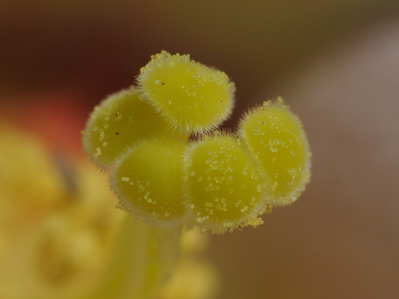花柱5，柱頭上的花粉