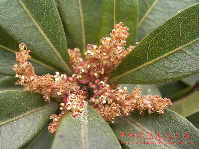 楊梅雌雄異株，雄株葇荑花序，單生或數個簇生呈圓錐狀