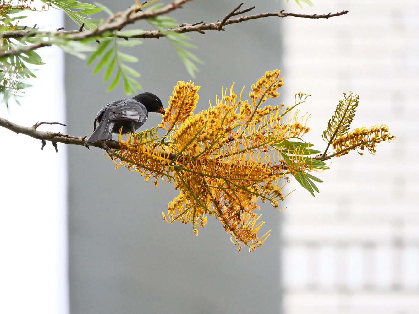 銀樺花粉沾滿紅嘴黑鵯的喙