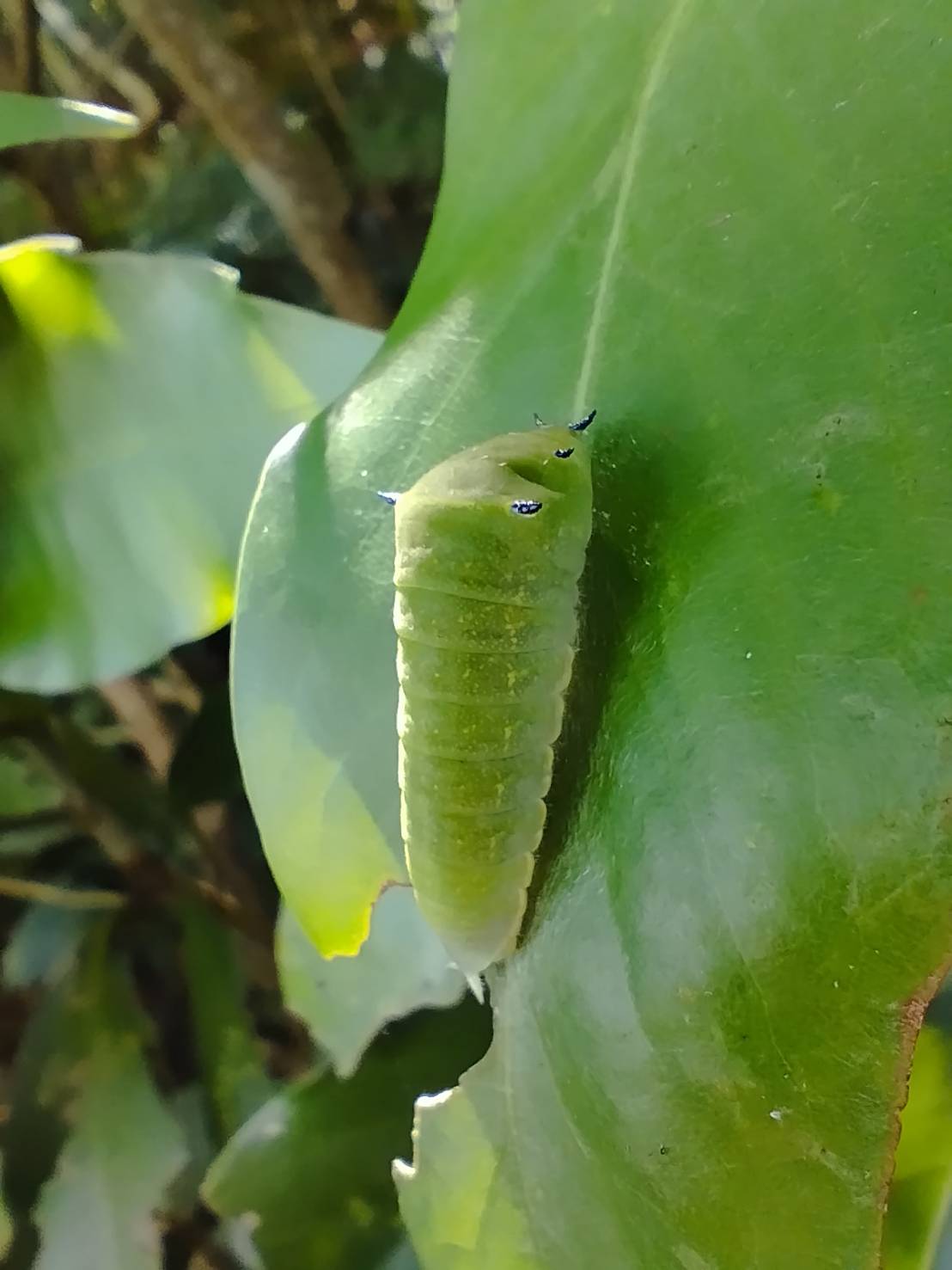 樟樹:青帶鳳蝶幼蟲的食草
