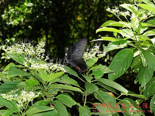蝴蝶喜歡的蜜源-黑鳳蝶吸食大青