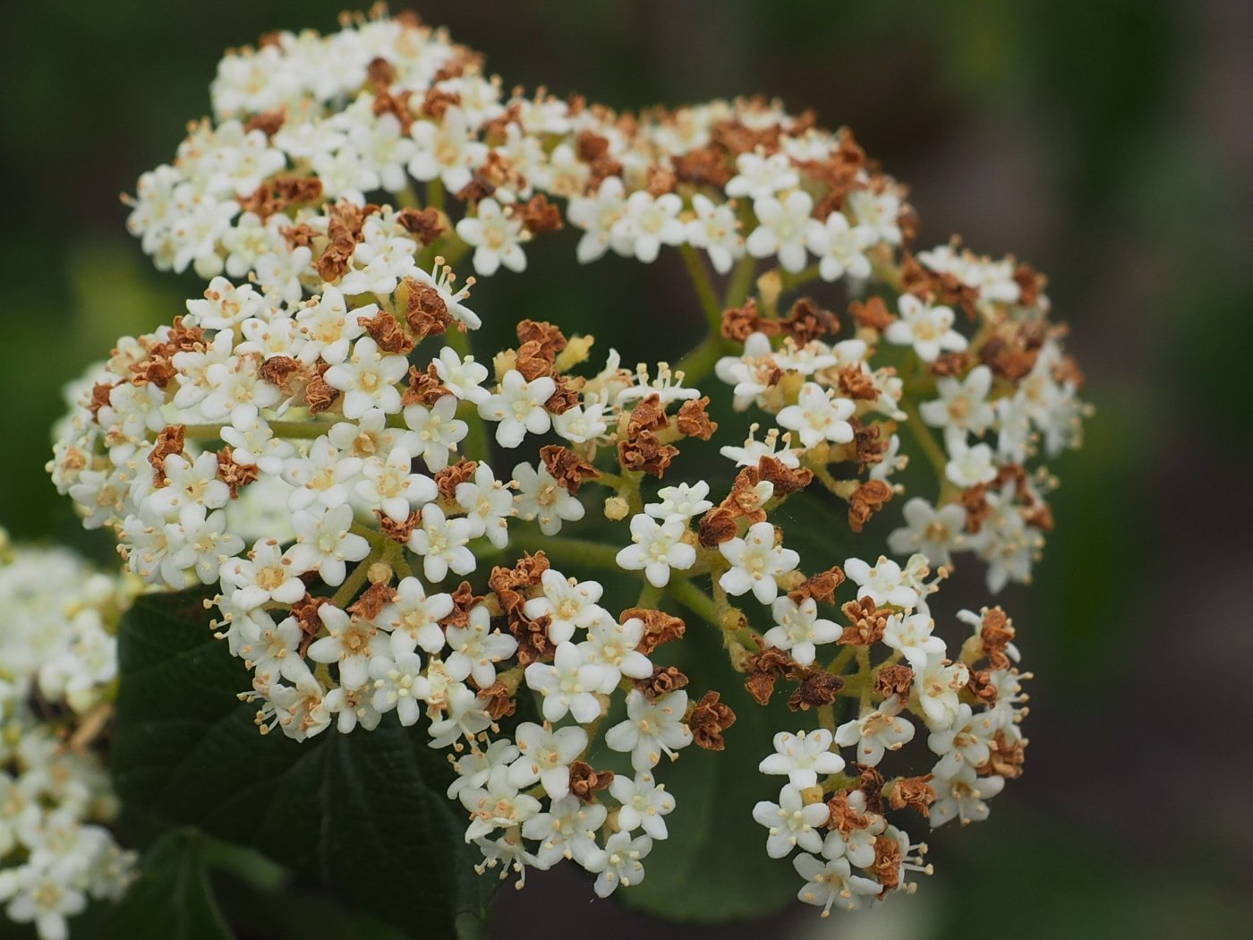 花萼5裂，花冠筒5裂，雄蕊5