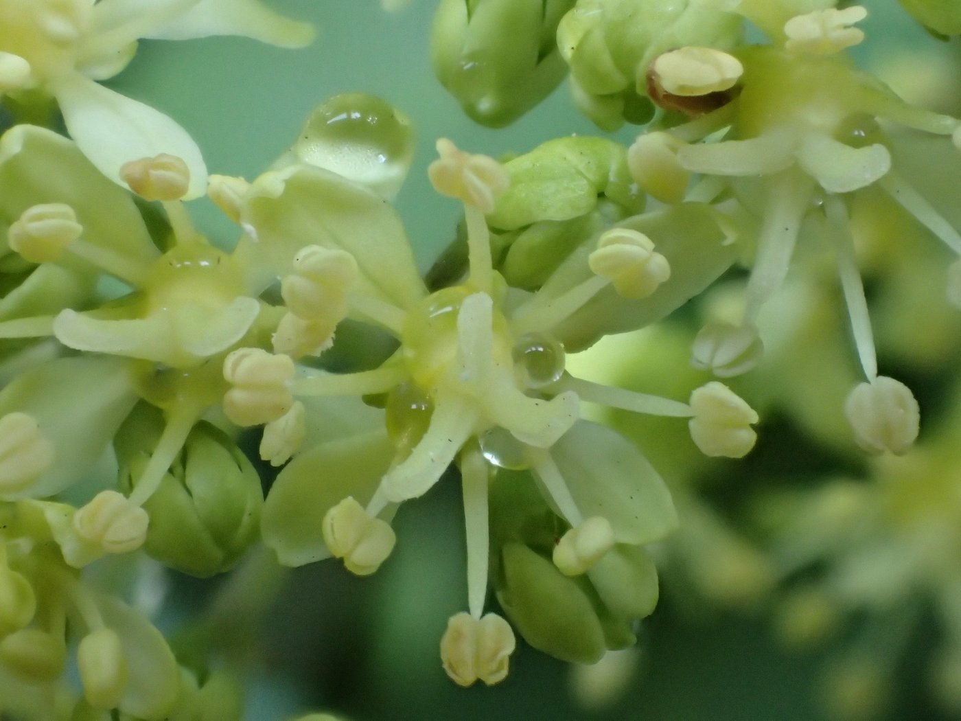 華八仙  有花蜜