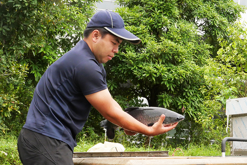 烏鰡(青魚)