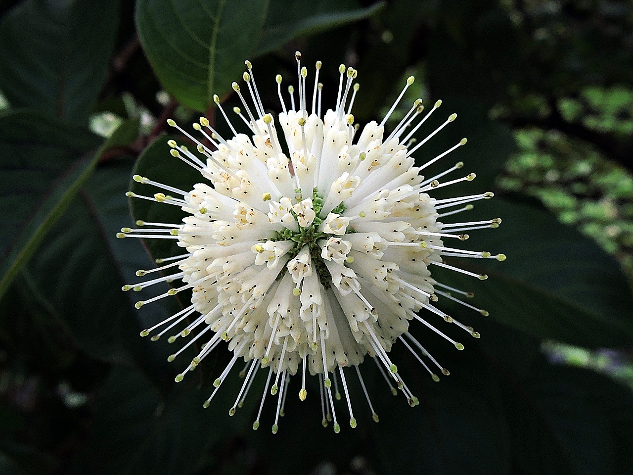 4枚雄蕊，著生在花冠開口處；花絲短，無法伸出花冠外。