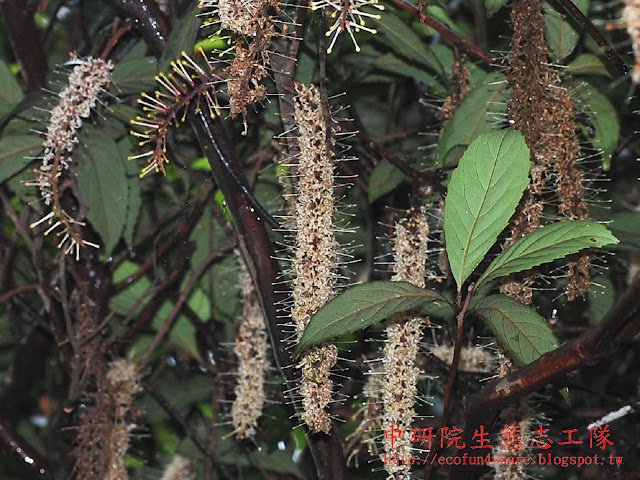 花序概觀一束束的總狀花序