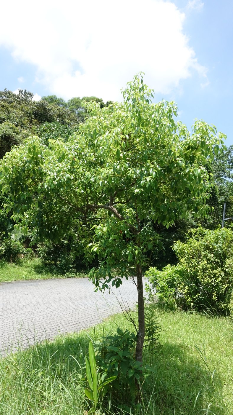 樟樹的行道樹