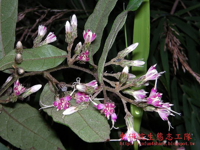 葉上表面近於無毛，下表面密被褐色星狀毛，葉柄密被絨毛