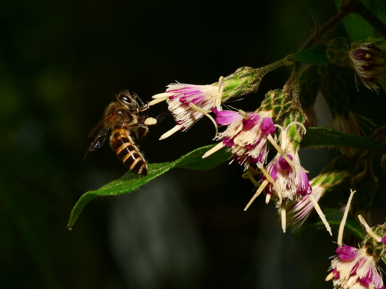 過山龍花和蜜蜂