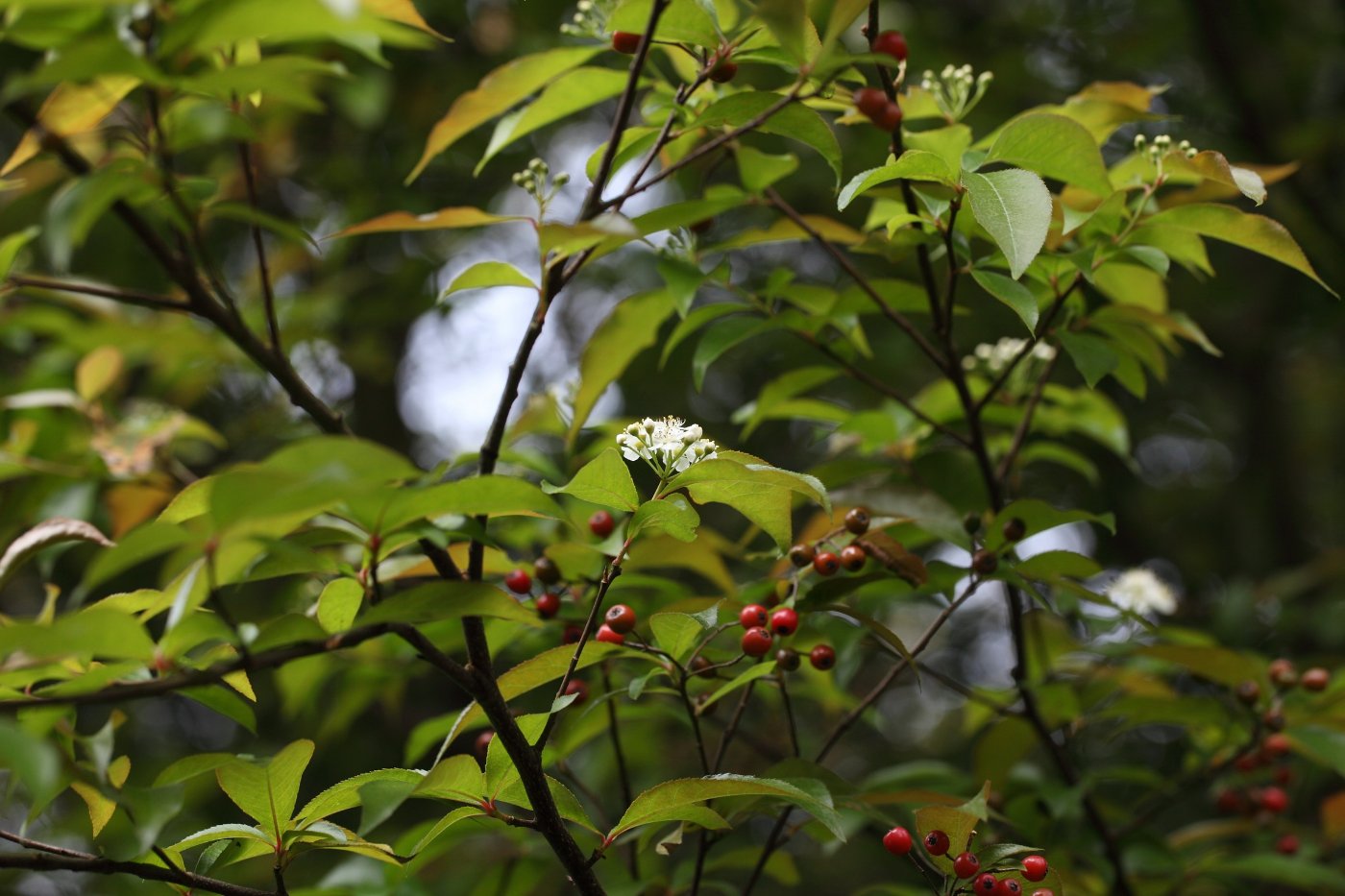 早春開的白花與去年結的紅果