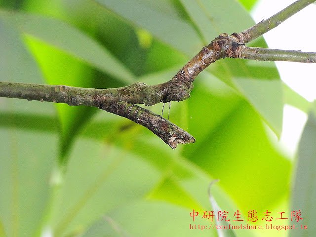 大葉釣樟枝條上的黃星斑鳳蝶蛹