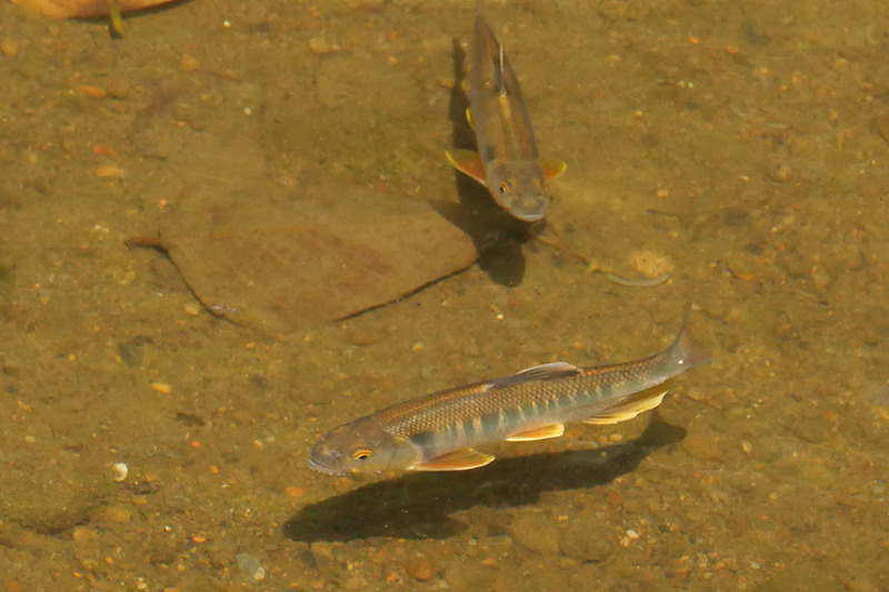 院區四分溪內的溪哥仔成魚。成魚以肉食性為主