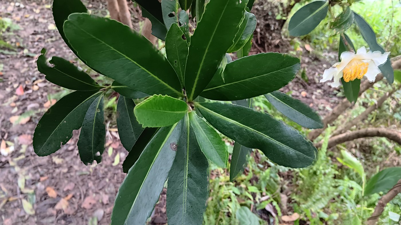 大頭茶葉面_葉長橢圓狀披針形至倒披針形。
