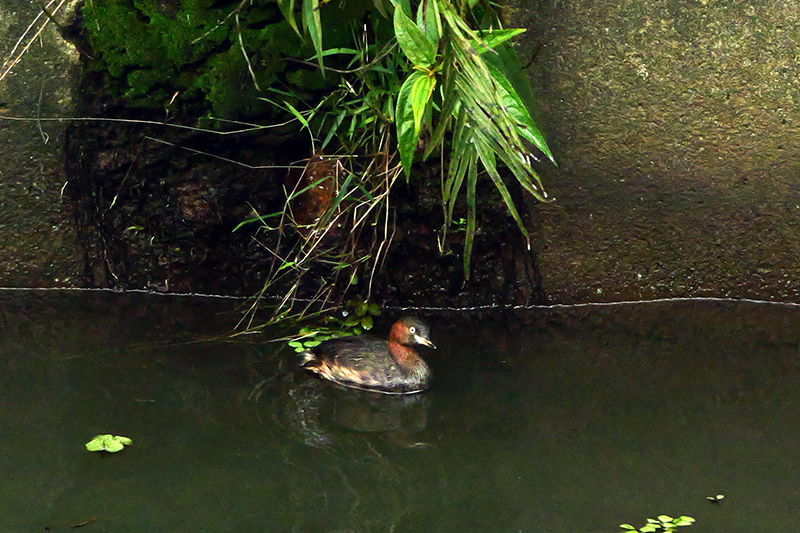 昨天下到底部的小鸊鷈可能已經脫困