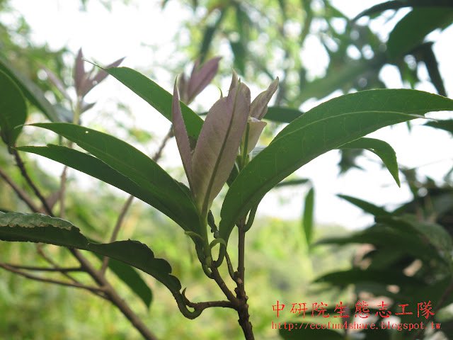 山豬肝老葉狹橢圓形革質