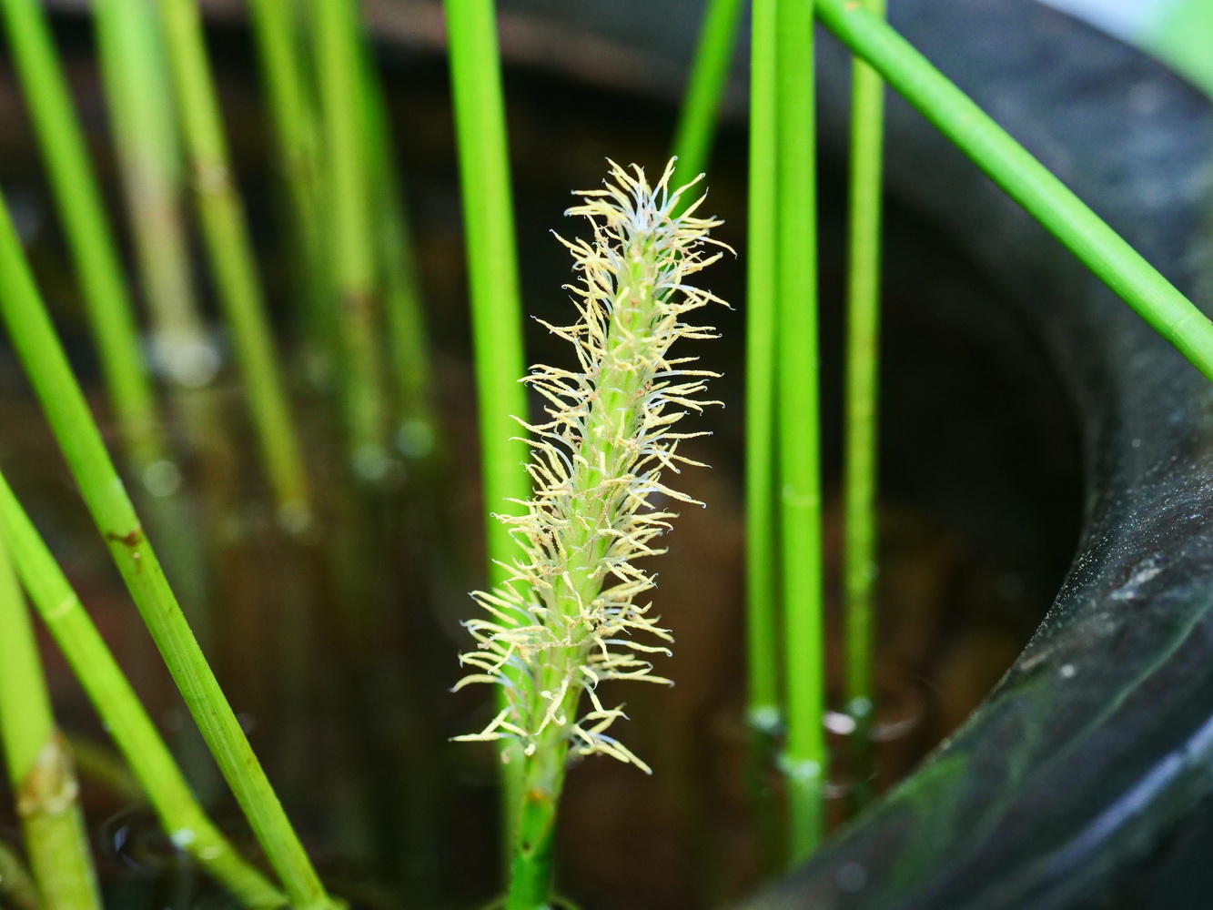 野荸薺(花)
