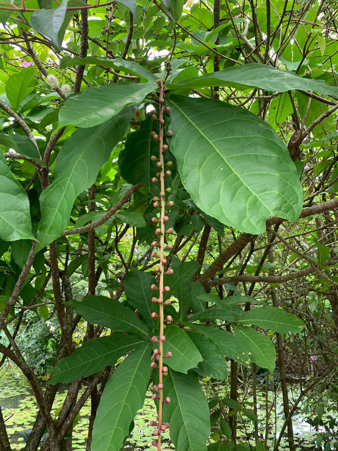 葉長橢圓狀，葉柄短(陳慧君攝)