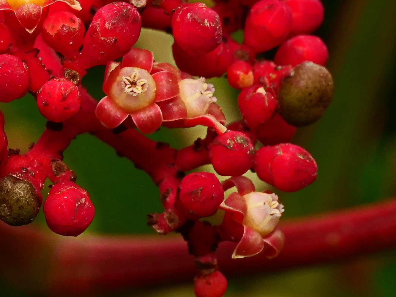 花冠剛開,壺口微張尖端微外翻(雄熟期)