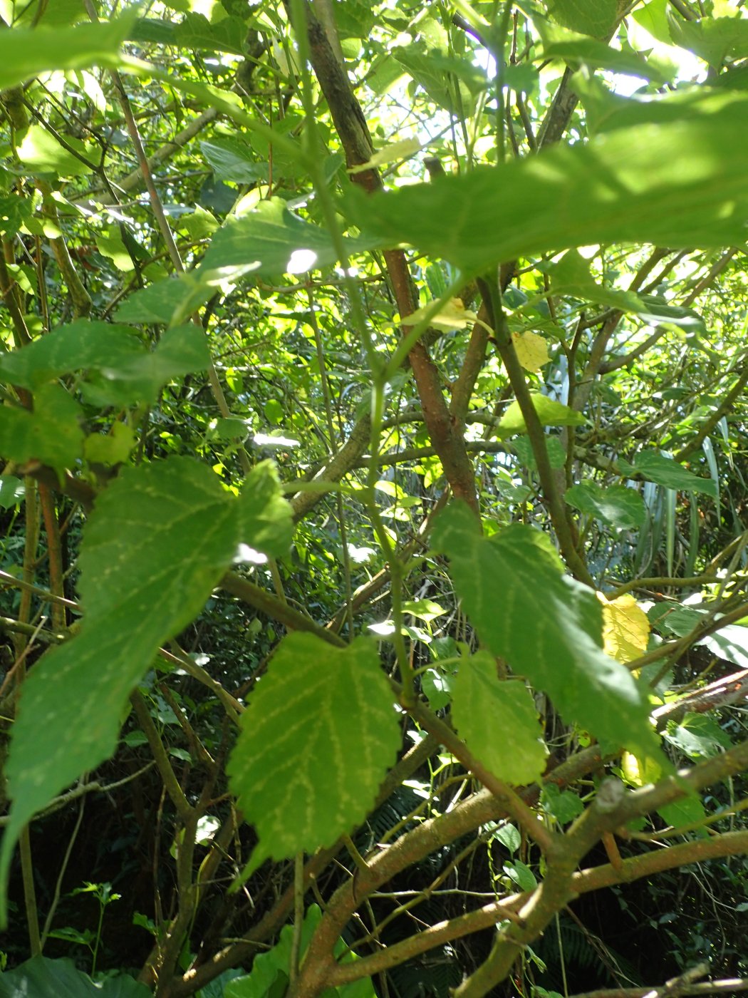 小葉桑植株