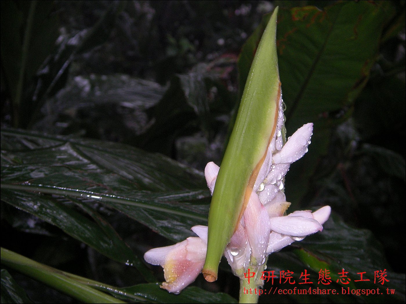 烏來月桃花序軸直立，花由下往上開，綠色苞片脫落