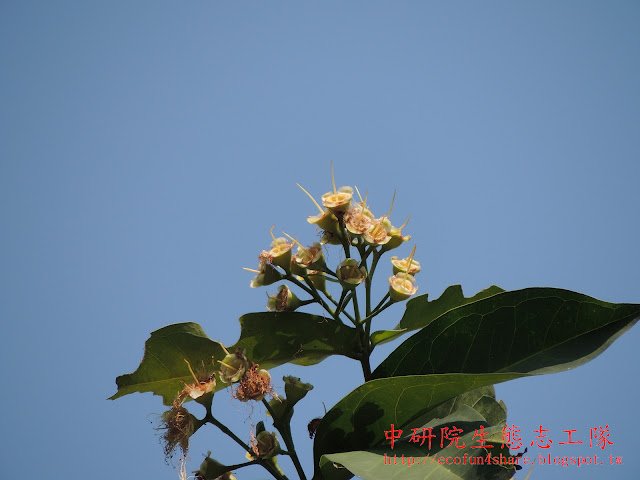 蓮霧花雄蕊掉落後-萼片仍呈開張狀態