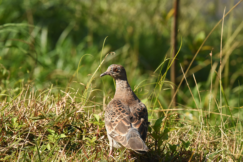 金背鳩