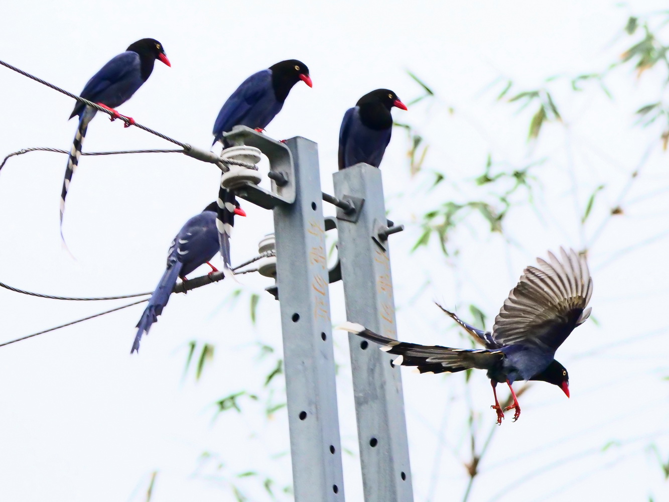 台灣藍鵲群聚走電纜