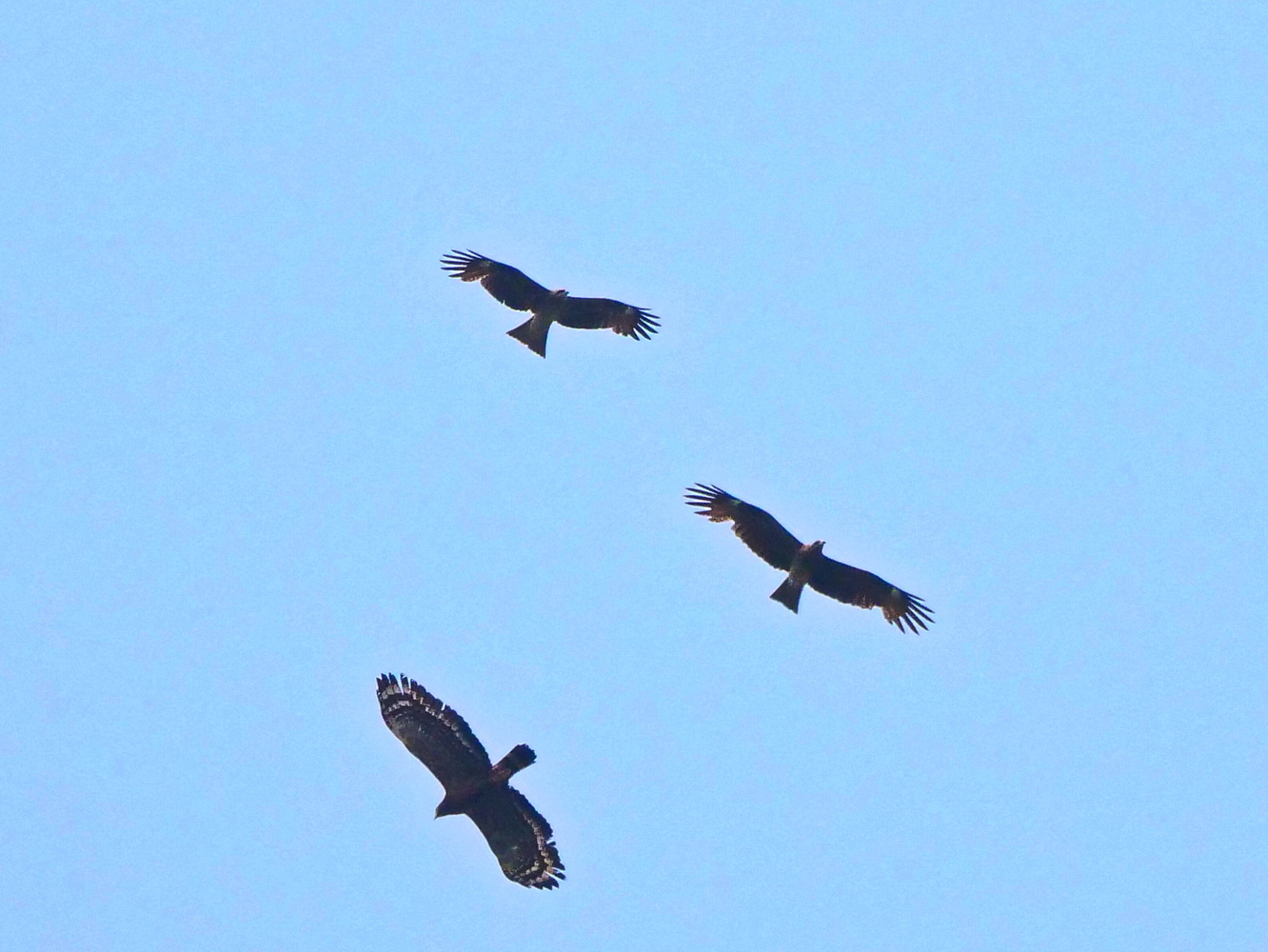 黑鳶和大冠鷲