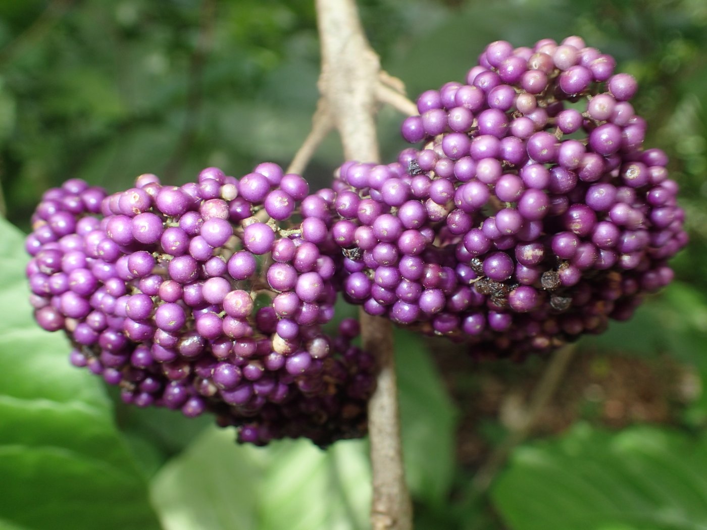 杜虹花果