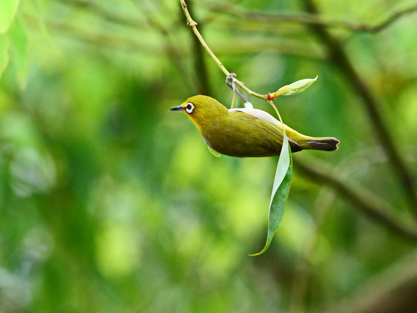 綠繡眼花叢尋蜜
