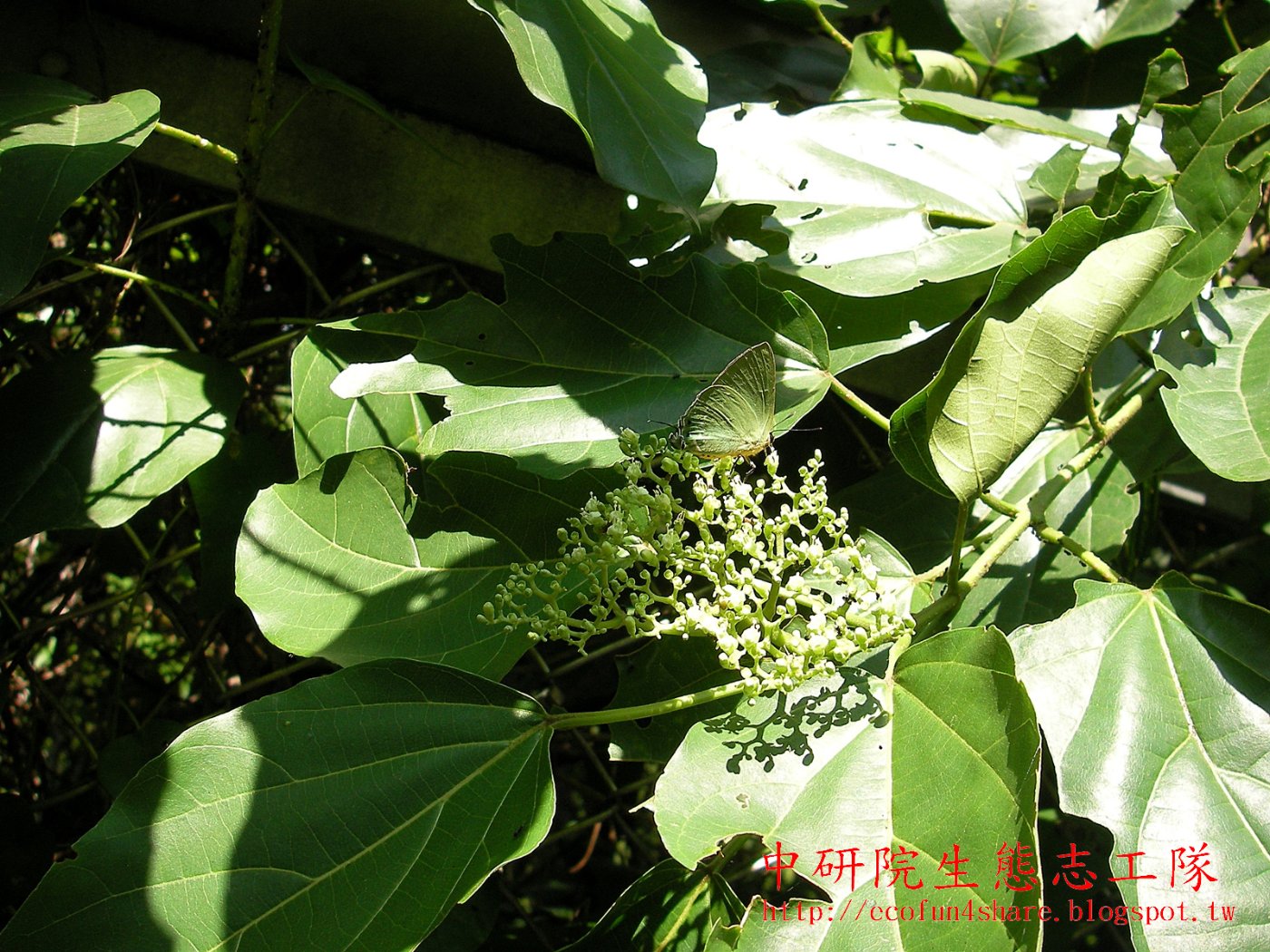 臭娘子是很好的蜜源- (淡青雅波灰蝶/白波紋小灰蝶)吸食臭娘子
