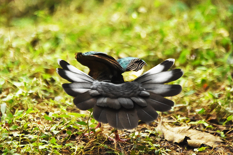 翠翼鳩尾部全開
