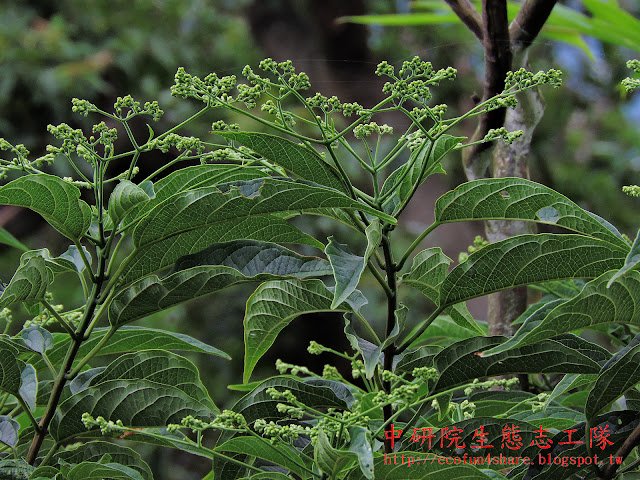 大青花序-頂生的聚繖花序