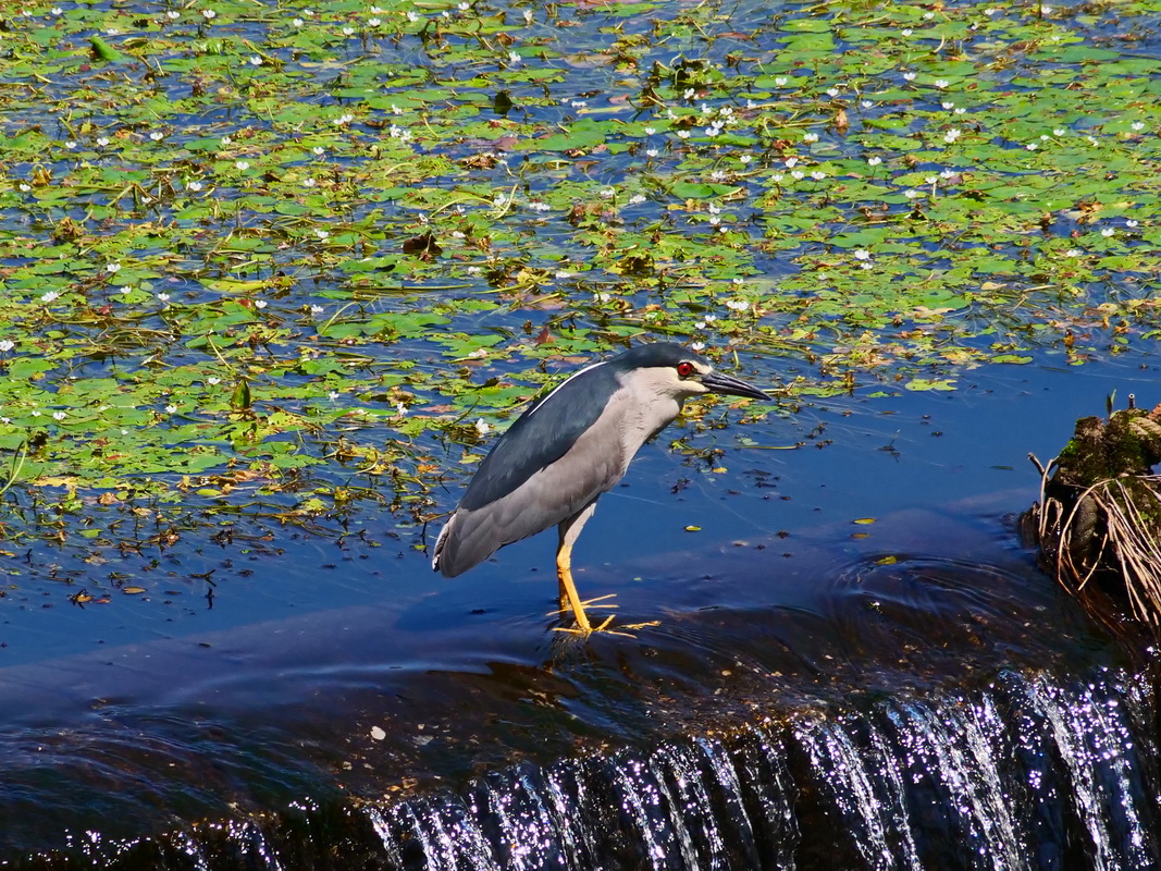 夜鷺(成鳥)