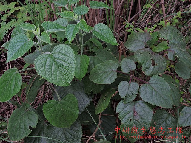 葉為單葉對生，廣卵形或心形，先端尖，葉緣稀疏鋸齒緣，葉兩面皆被白色柔毛